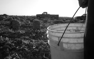 An empty bucket on a farm.