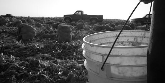 An empty bucket on a farm.