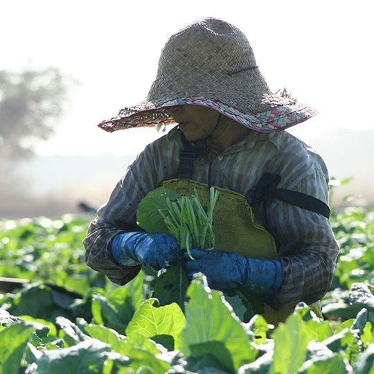 A woman gathering crops in a field.