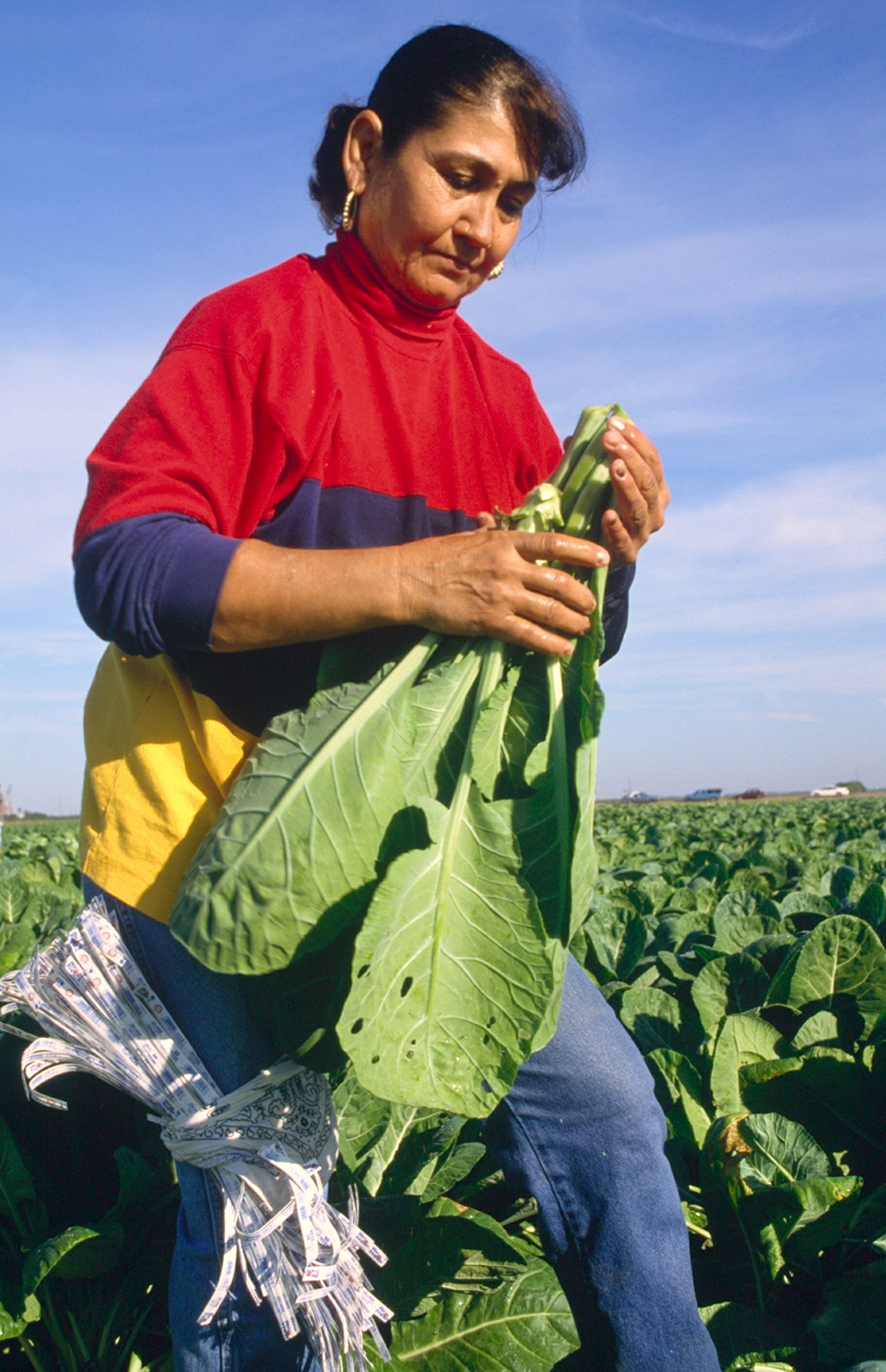 Farmworker Woman Working in Field