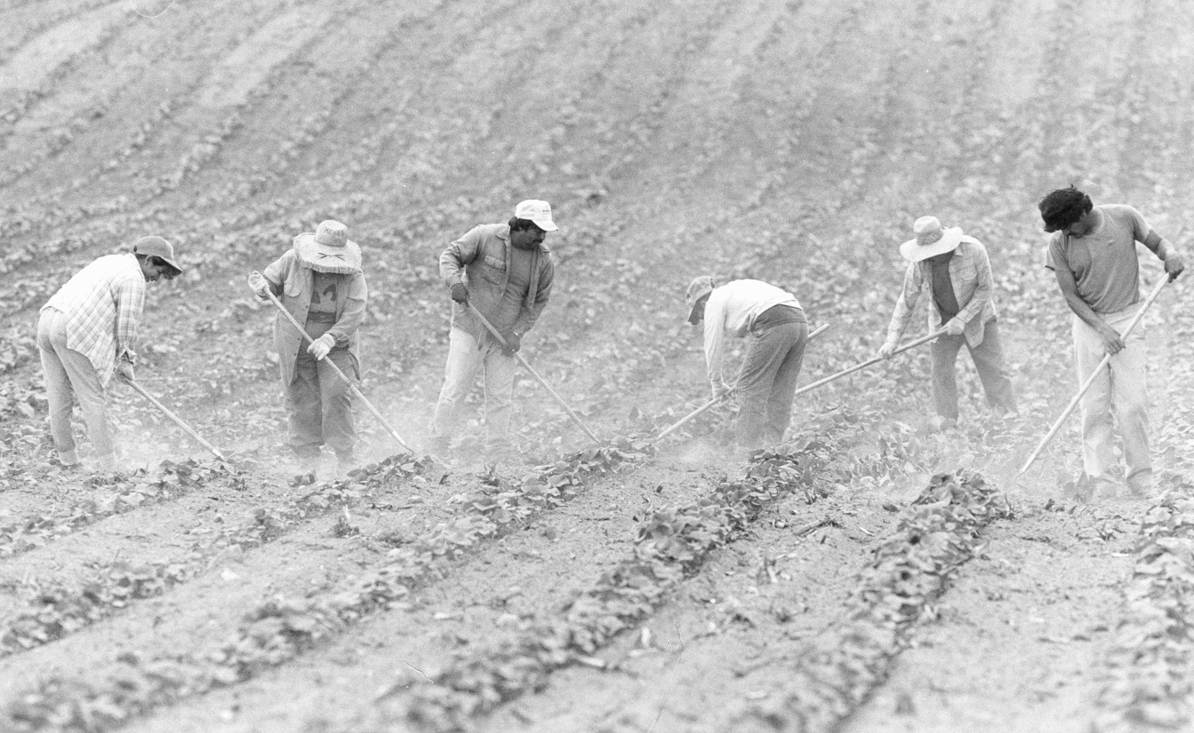 Workers in Field Tilling