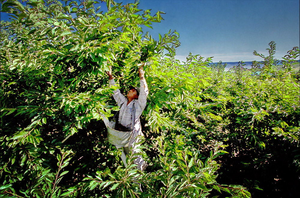 Worker Picking Cherry Trees