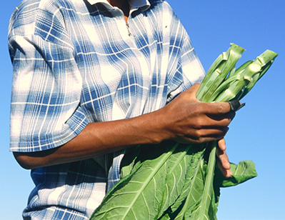 Migrant Seasonal Agricultural Worker with Vegetables