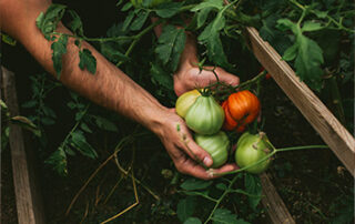 a farmer holding vegetables