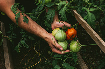 a farmer holding vegetables