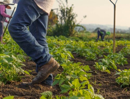 Three Ways to Support Migrant Farmworkers Families as They Move from Place to Place
